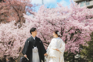 札幌市内桜ロケーション