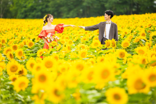 北竜のひまわりロケ