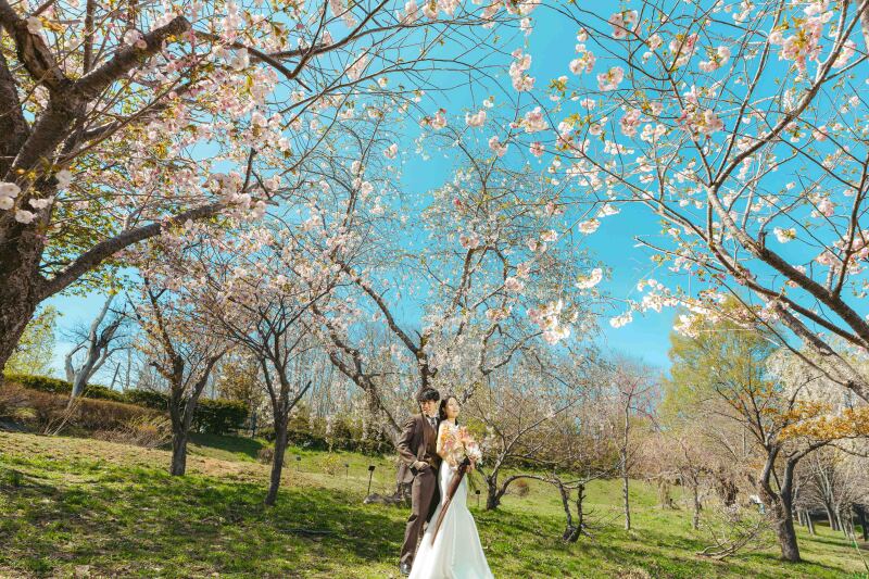 まるで絵画のような桜ロケーション