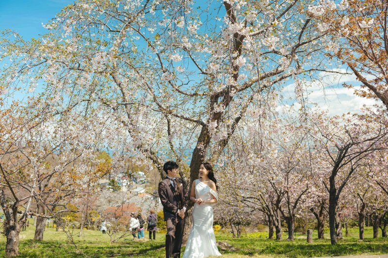 海と桜と街並みが彩る小樽ロケーション