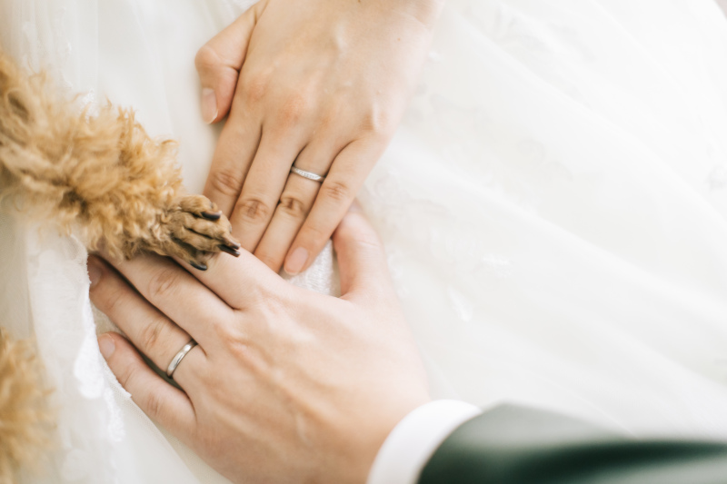 ペットフォトプラン※どのプランでも大切なペットとの撮影追加料金なし! 衣装ランクフリー