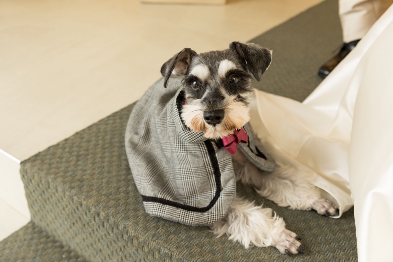 ミニチュアシュナウザーのマヤちゃん♩