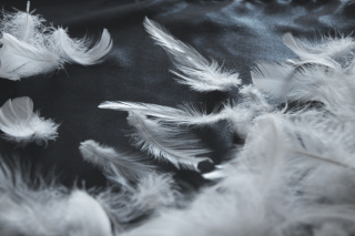 フェザーシャワー撮影