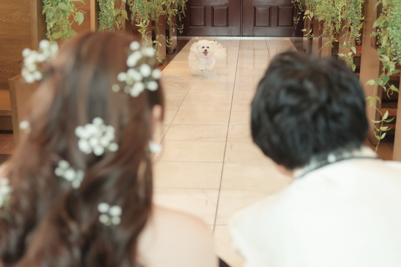 【ペットフォト】大切なペットとスタジオでもチャペルでも♡全プラン適用OK♪韓国造形美レタッチデータ・アルバム込 衣裳追加料金なし