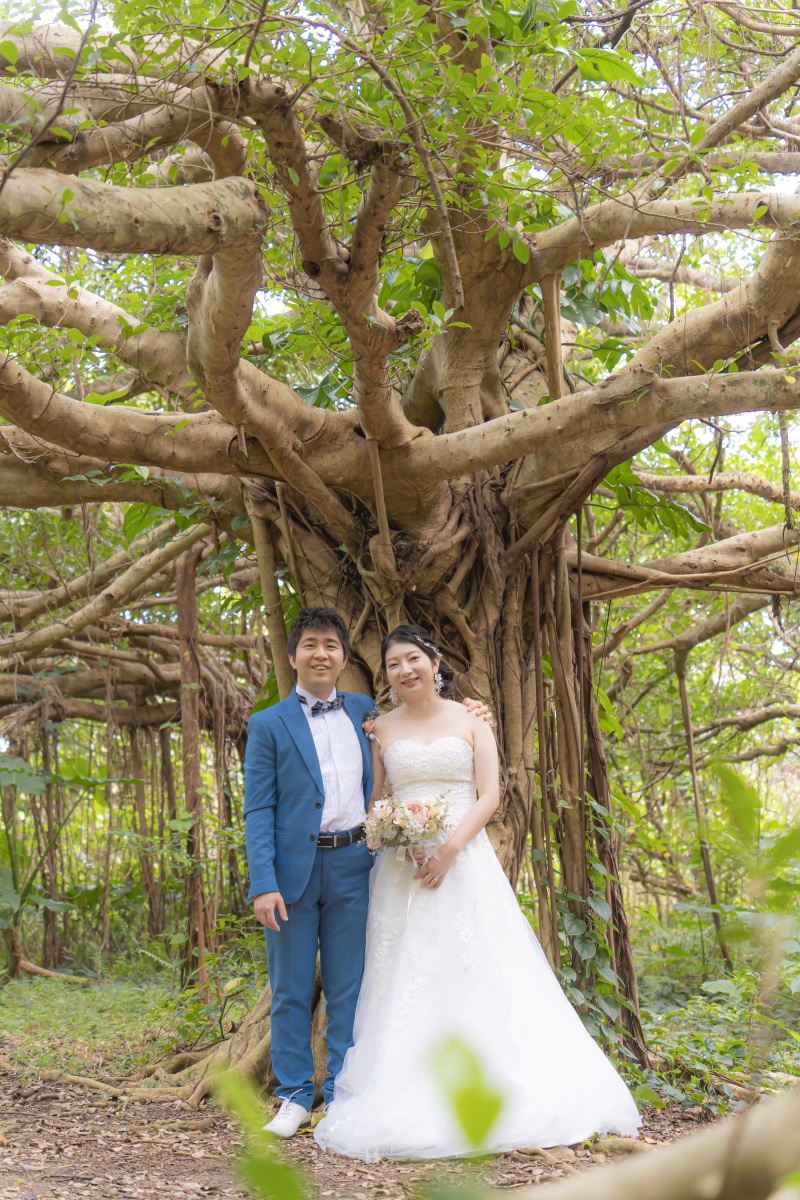 カジュマルの木