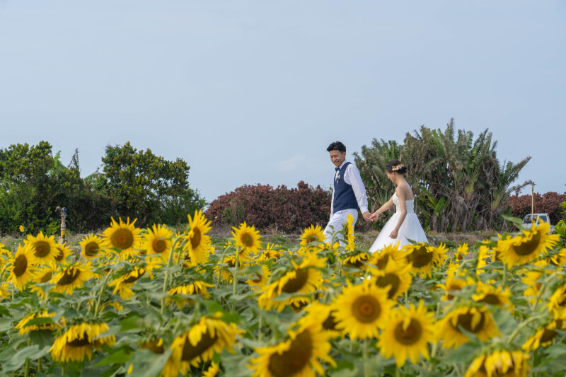 ひまわり畑を歩くふたり