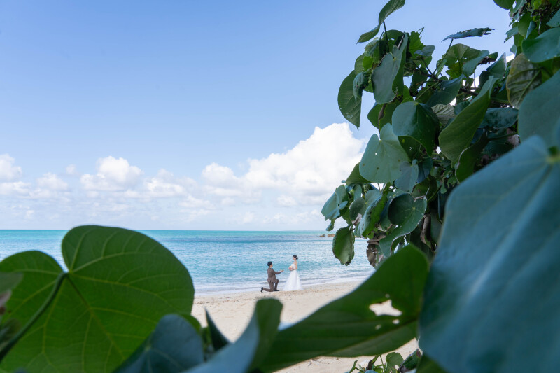 木々の間から覗くプロポーズシーン