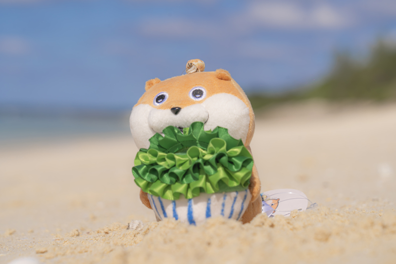 ヤドカリ!