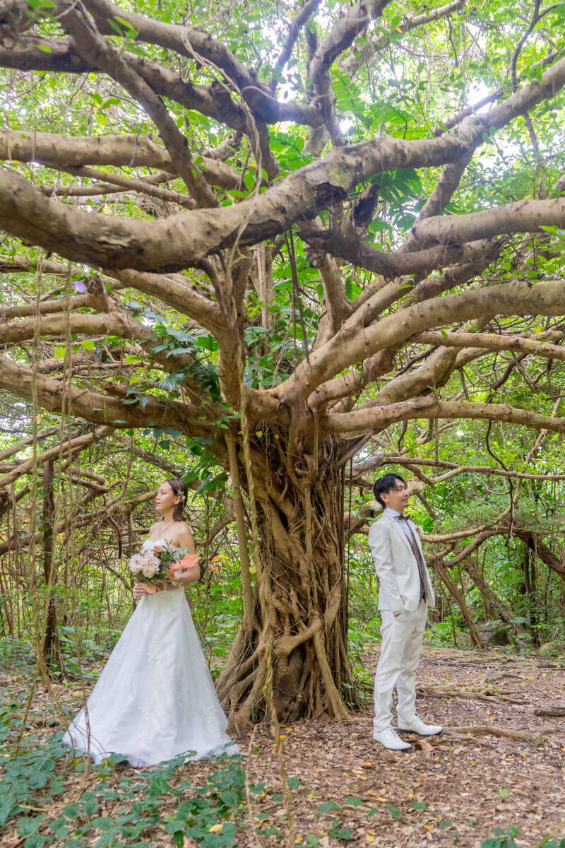 大樹に見守られて