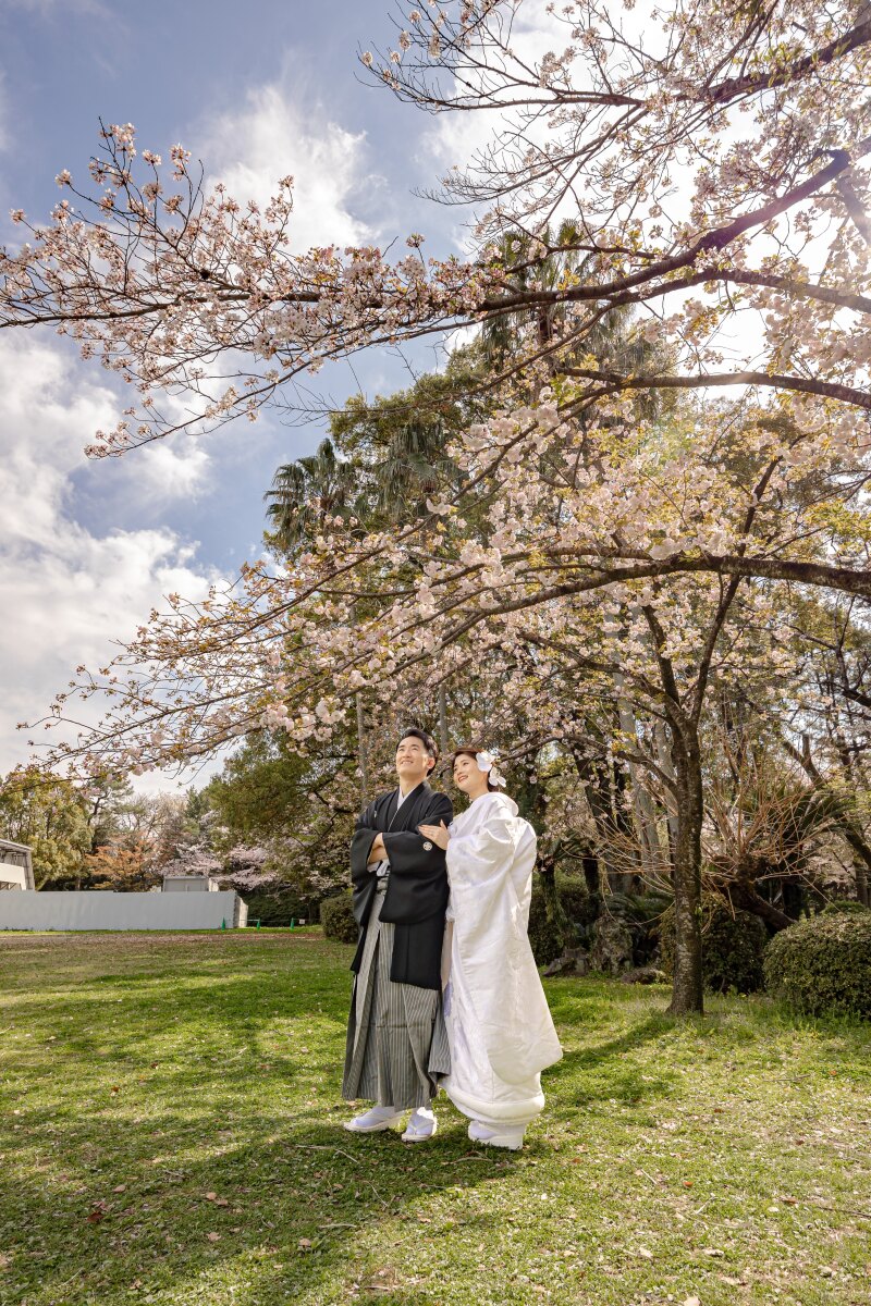 来年も桜の木の下で