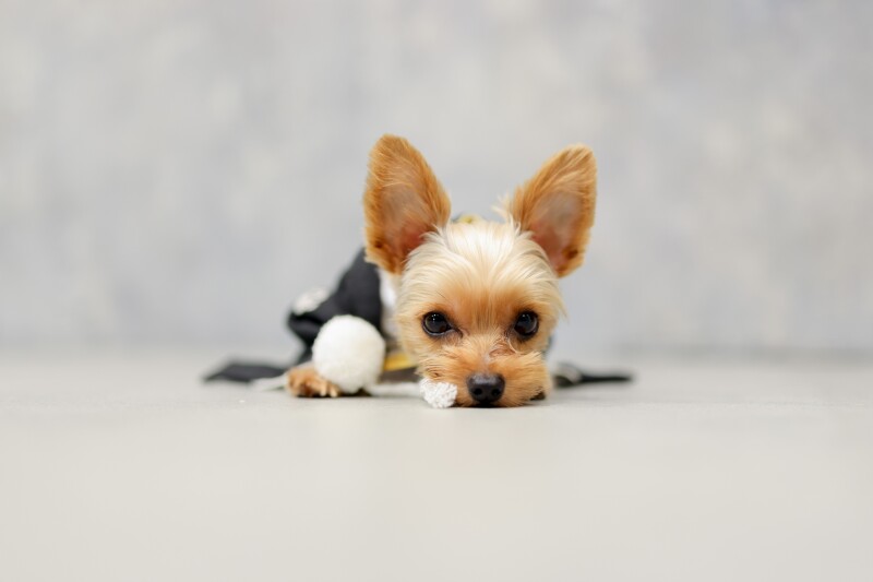 studio clori. NAGOYA_ペットと一緒に撮影できる