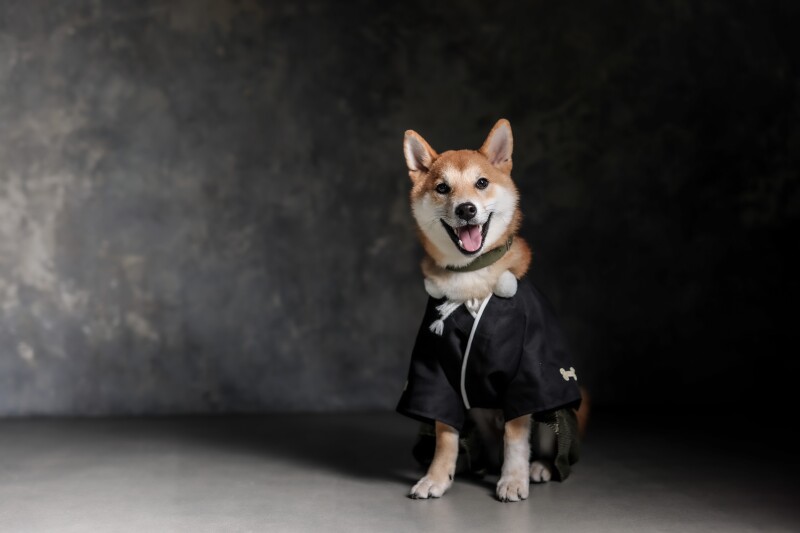 studio clori. NAGOYA_ペットと一緒に撮影できる