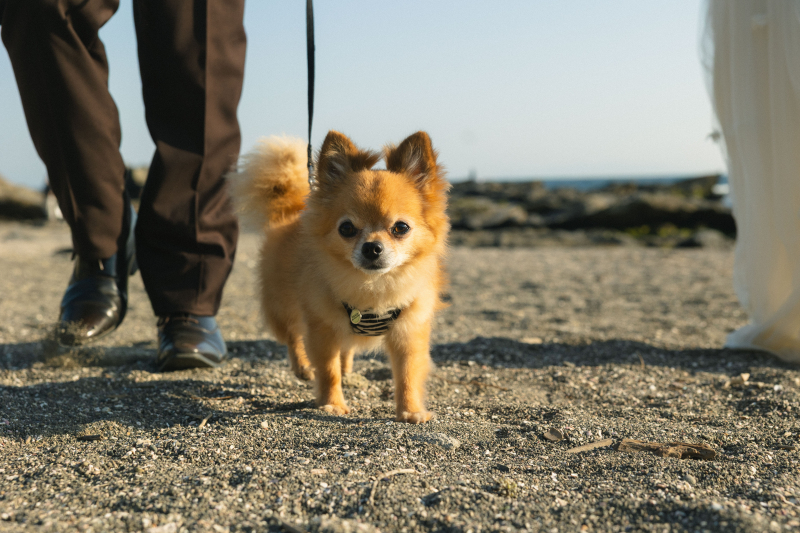 ワンちゃん！！！