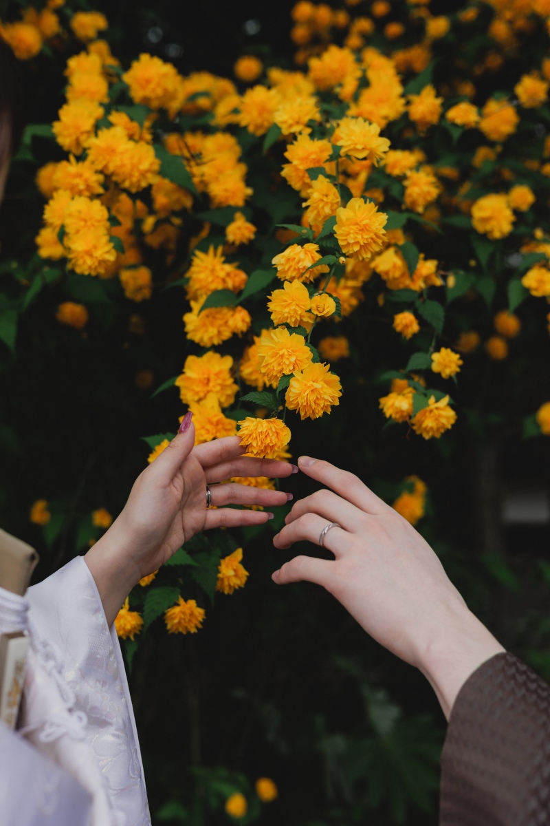 山吹の花に、そっと手を添えて