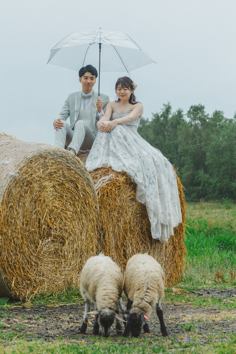 子羊を見ながら