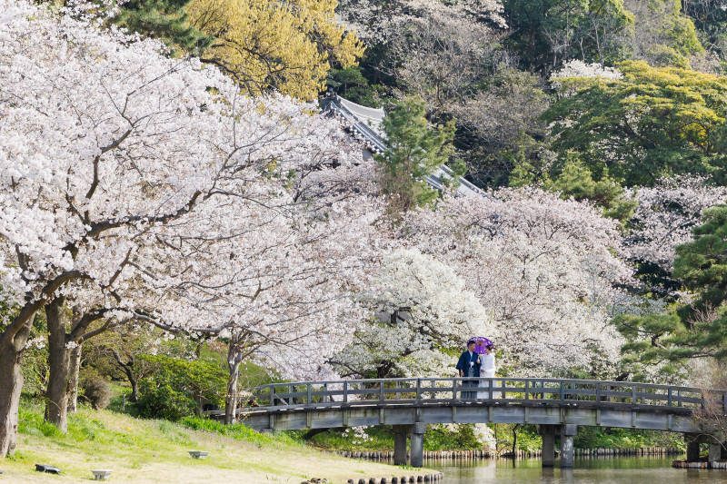 一面の桜と撮る photo by 谷澤明美
