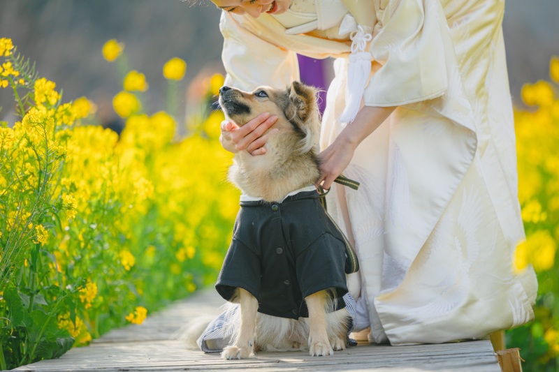 菜の花はわんちゃんに丁度いい高さ