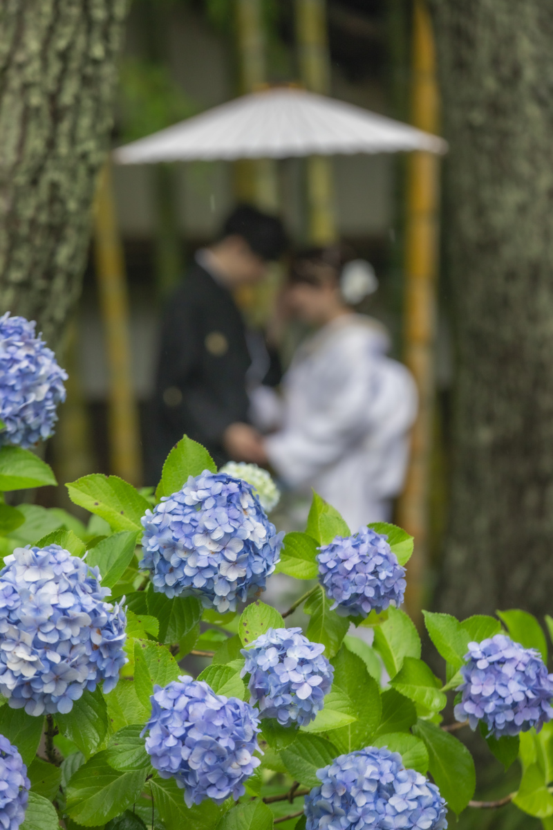 紫陽花と3