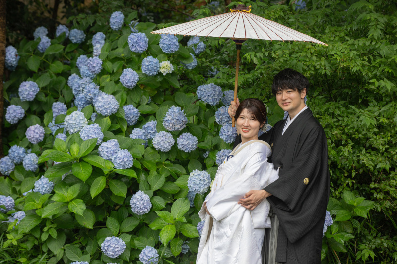 紫陽花