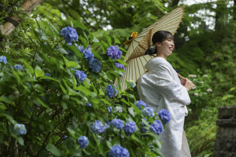 紫陽花1