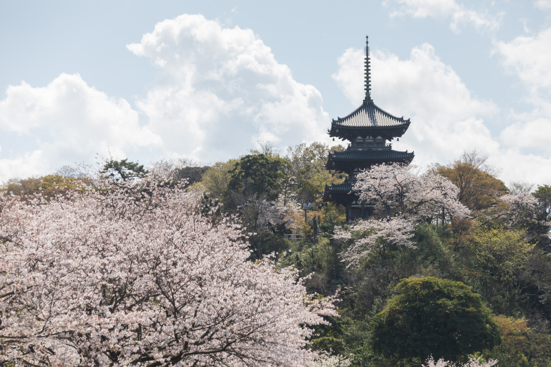 三渓園の三重塔♪