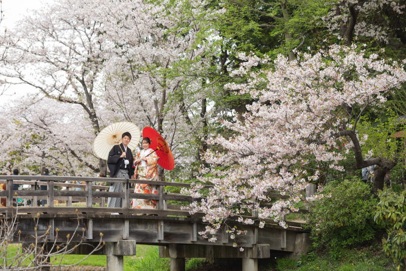 桜の橋を渡りながら