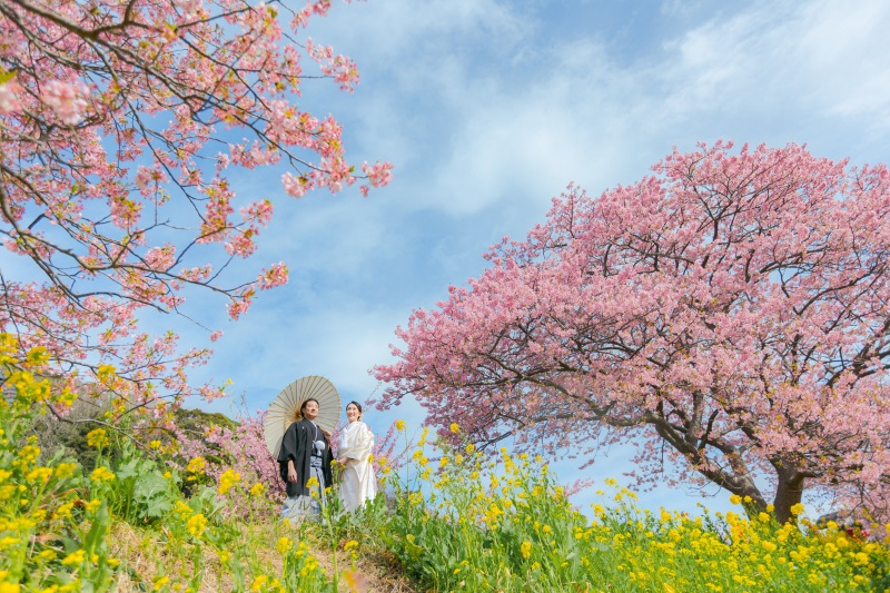 本当で一番早い桜の開花