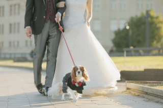 ペット撮影(ロケーション撮影限定)