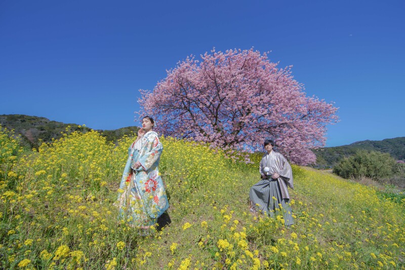 【2/5〜3/15期間限定!】伊豆を満喫!♢伊豆河津桜 和装+洋装2箇所ロケーション♢