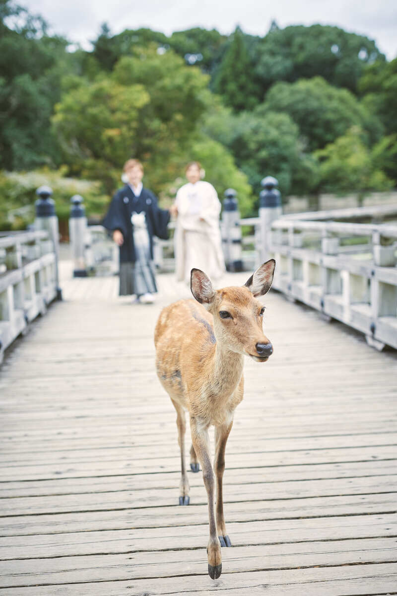 奈良公園では、鹿ちゃんが「ブライズメイド！」