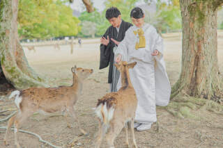 奈良公園で鹿ちゃんと和装前撮り〜