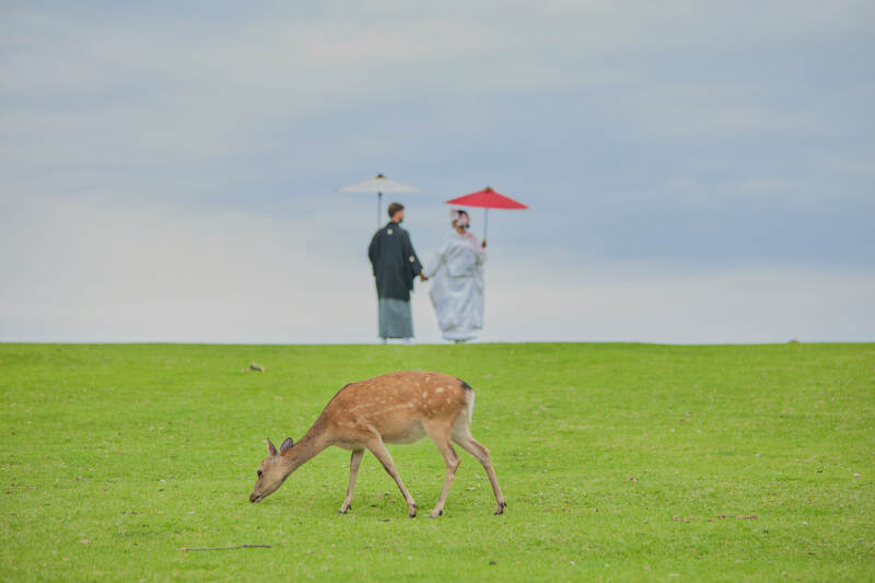 鹿の奈良公園