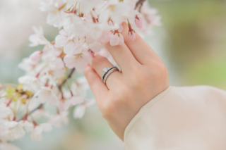 満開の中島公園ロケーション