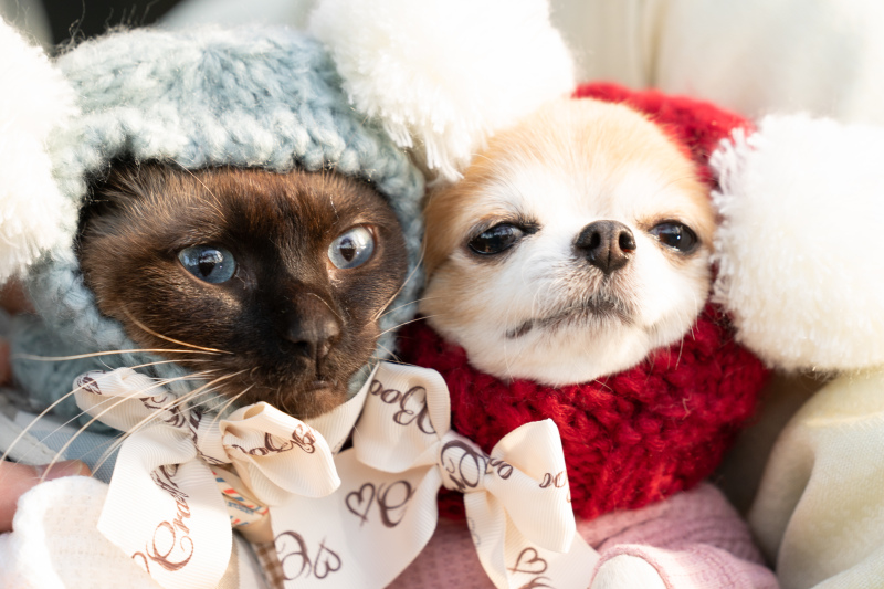 TEAM UK WEDDING | チームUK_ペットと一緒に撮影できる