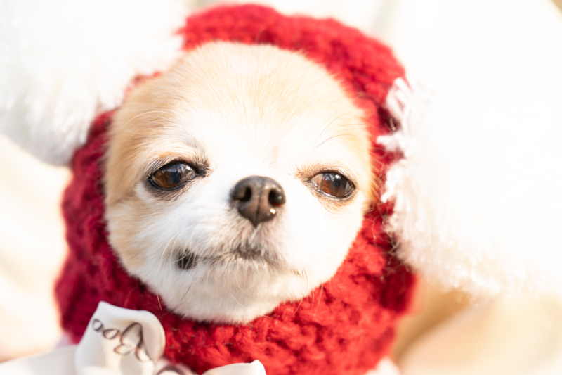 TEAM UK WEDDING | チームUK_ペットと一緒に撮影できる