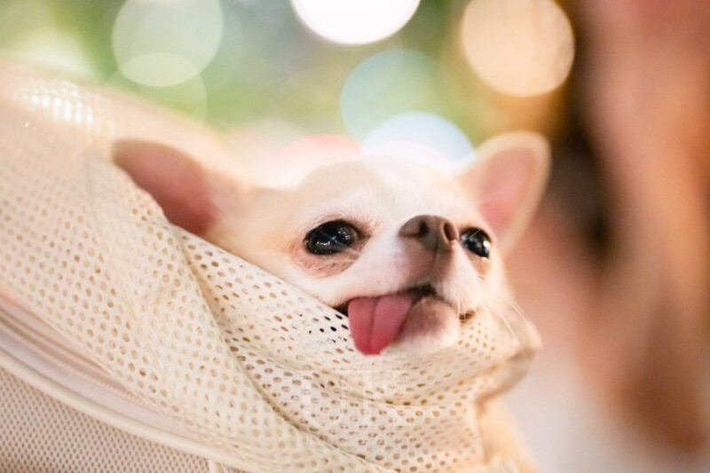 【ペットと一緒にロケーション撮影♪】ペット&ファミリーウェディング撮影プラン -全国どこでも!【新婦ヘアメイク&メイク込】