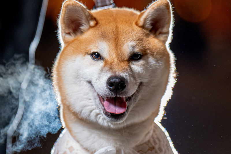 【ペットと一緒にロケーション撮影♪】ペット&ファミリーウェディング撮影プラン -全国どこでも!【新婦ヘアメイク&メイク込】