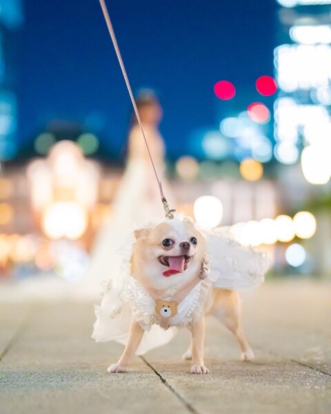 【ペットと一緒にロケーション撮影♪】ペット&ファミリーウェディング撮影プラン -全国どこでも!【新婦ヘアメイク&メイク込】