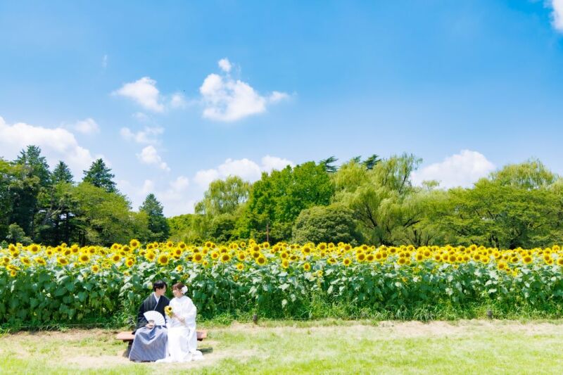 ≪ 昭和記念公園 ハイブリッドサンフラワー ≫