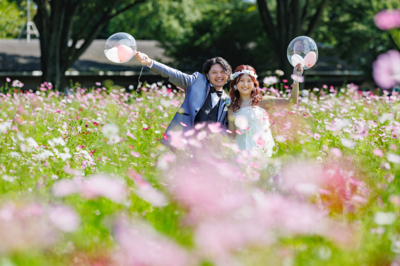 見頃のコスモス