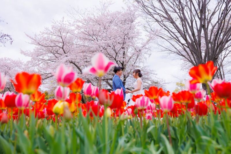 ≪桜とチューリップ≫