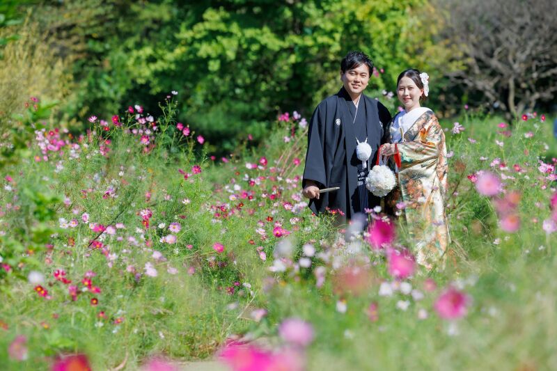 10月ピンクのコスモス