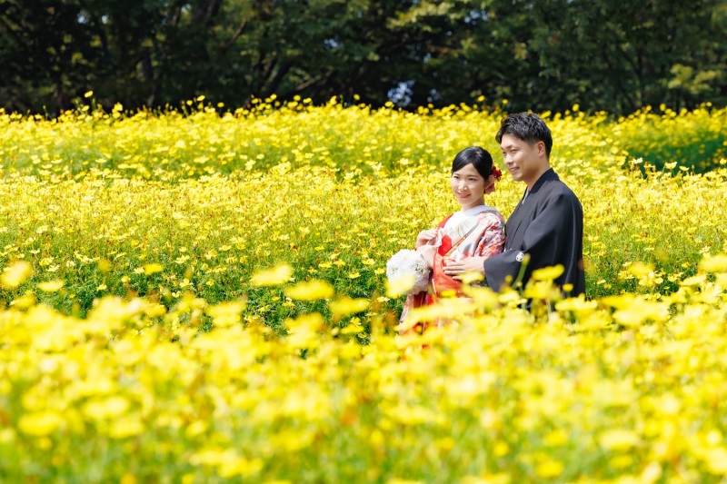 キバナコスモスで和装前撮り♡秋のお花と日本庭園