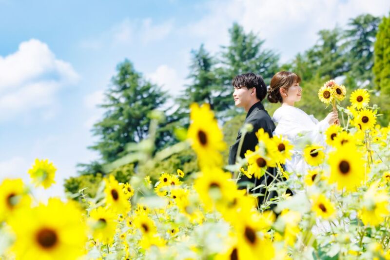 ≪ヒマワリ サンフィニティ≫