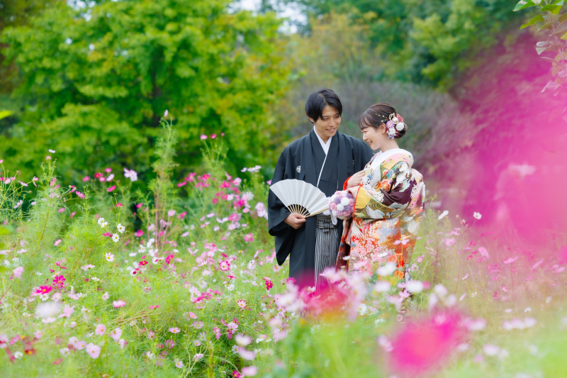 ピンクのコスモス