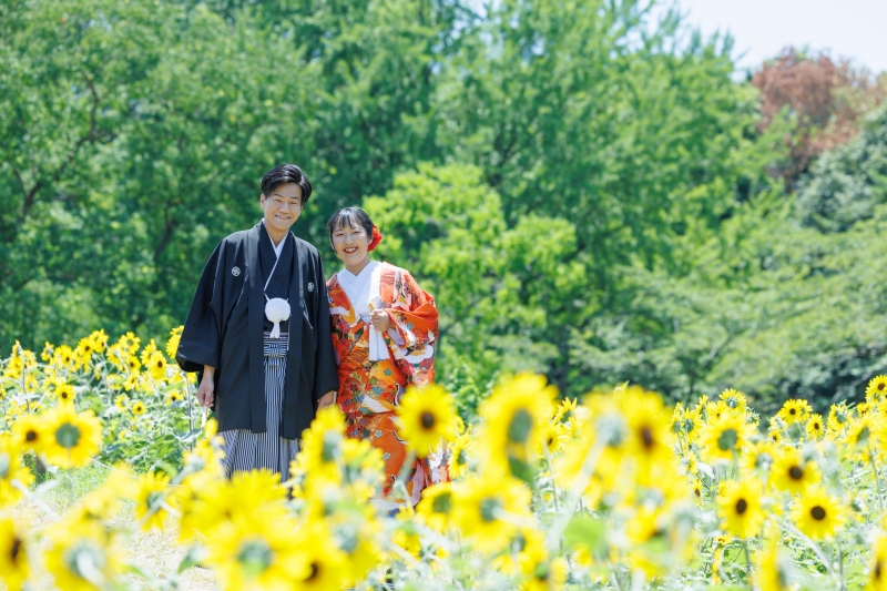 8月は昭和記念公園はひまわりが綺麗です