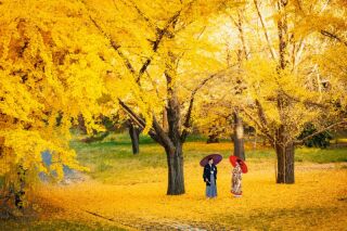 11/17撮影：紅葉ロケーションで前撮り♪【昭和記念公園 】