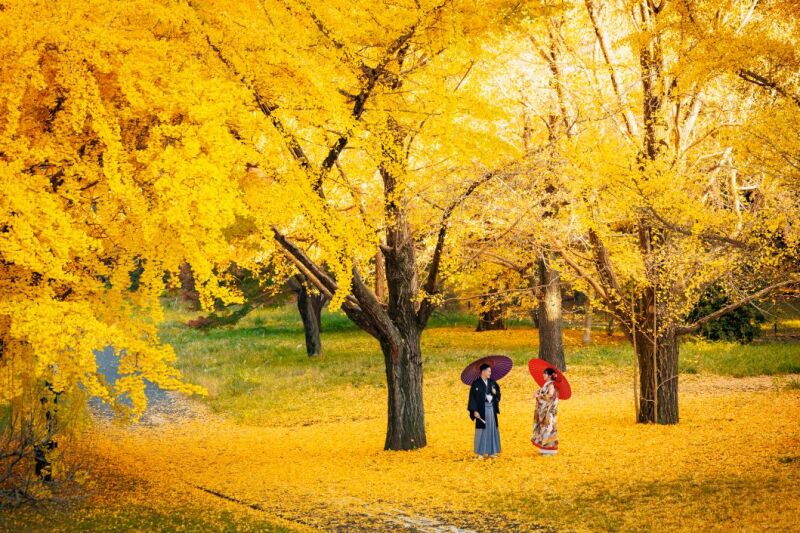 11/17撮影：紅葉ロケーションで前撮り♪【昭和記念公園 】