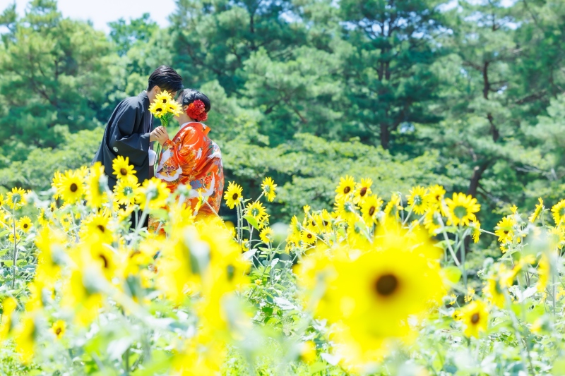 ひわまりの咲く時期は例年7月下旬~8月20日頃迄