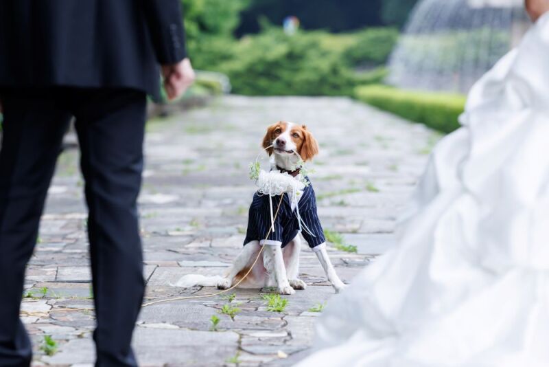 昭和記念公園・高幡不動尊での撮影も承っております。